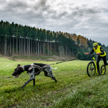 Auf einem Motorroller mit einem Hund