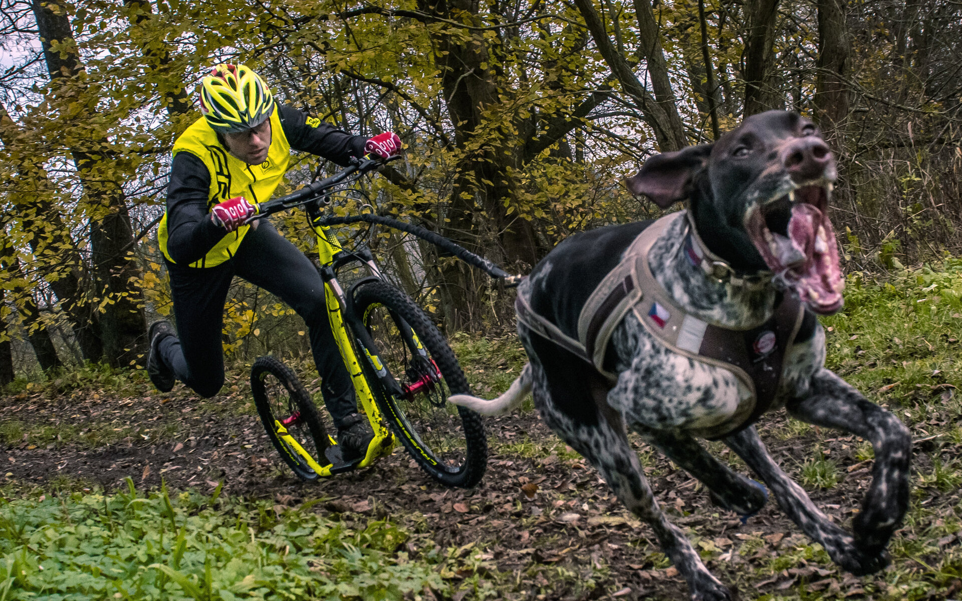 Für Hundemusching